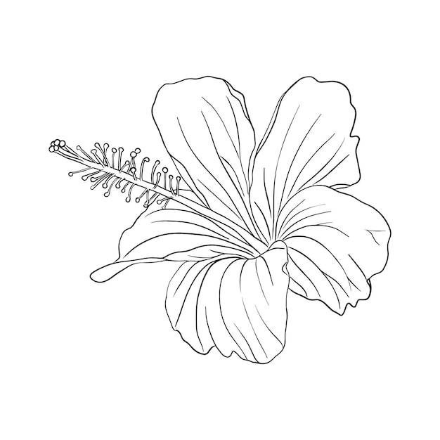 Flor de hibisco tropical Flor de rosa china Ilustración artística de línea vectorial dibujada a mano para tarjeta de logotipo o invitación de hierbas de té Té de hibisco Aislado sobre fondo blanco