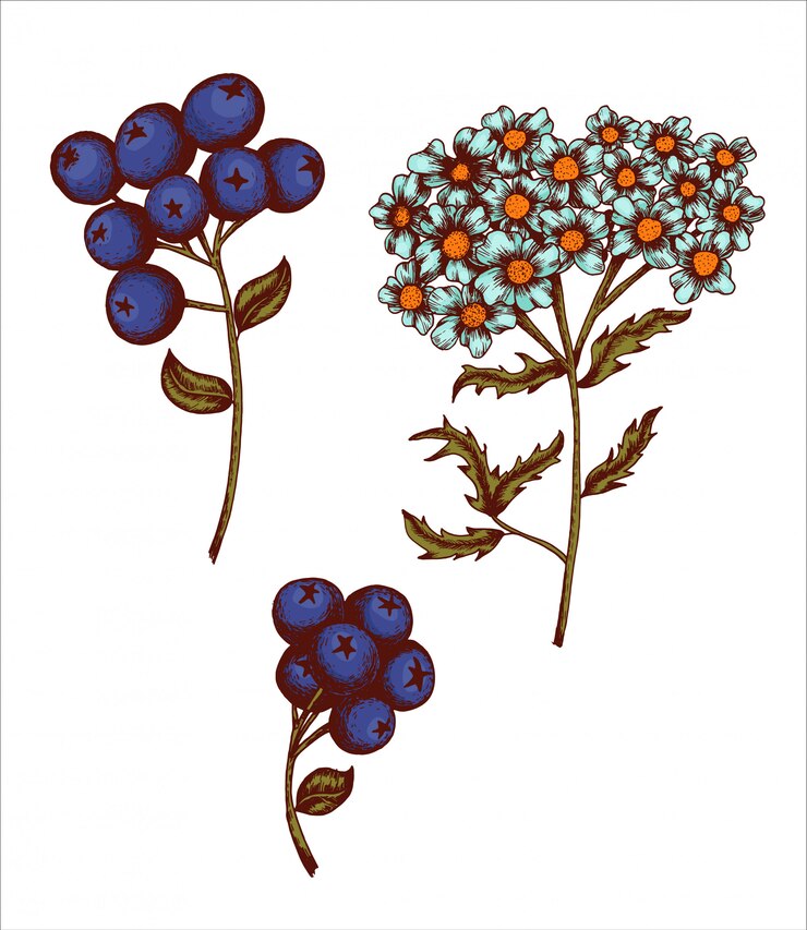 Vector flor y hoja en estilo vintage