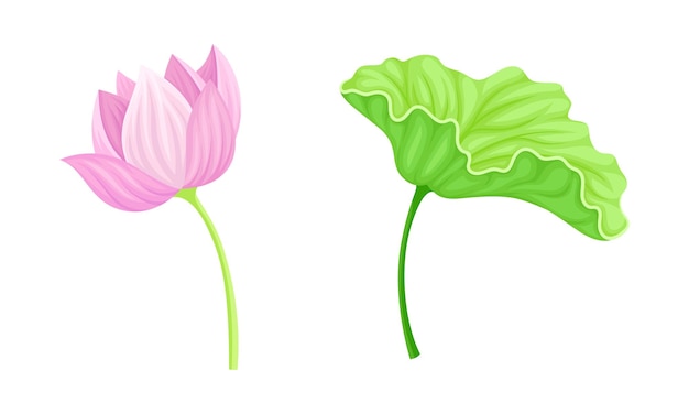 La flor y la hoja de loto son hermosas plantas símbolo de las prácticas orientales de la industria del bienestar del yoga