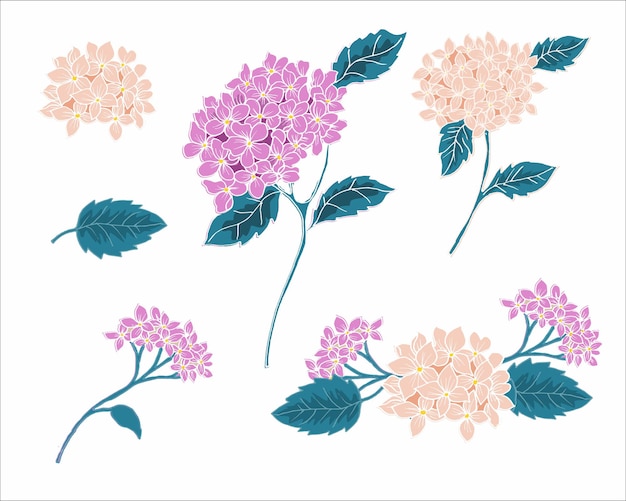 Vector flor de hortensia vintage dibujada a mano