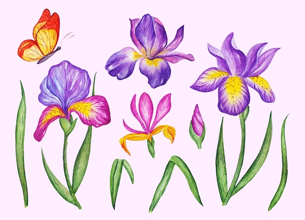Flor de Iris acuarela dibujada a mano con colección de mariposas