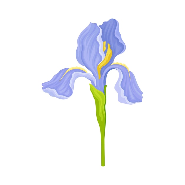 Flor de iris azul en tallo verde aislado en ilustración vectorial de fondo blanco