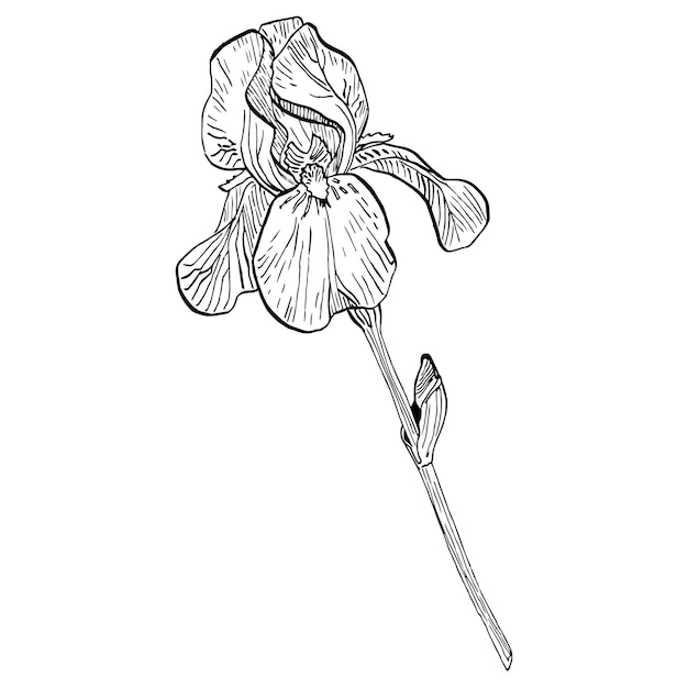 flor de iris Flor botánica floral Elemento de ilustración aislado Dibujo a mano alzada de flores silvestres