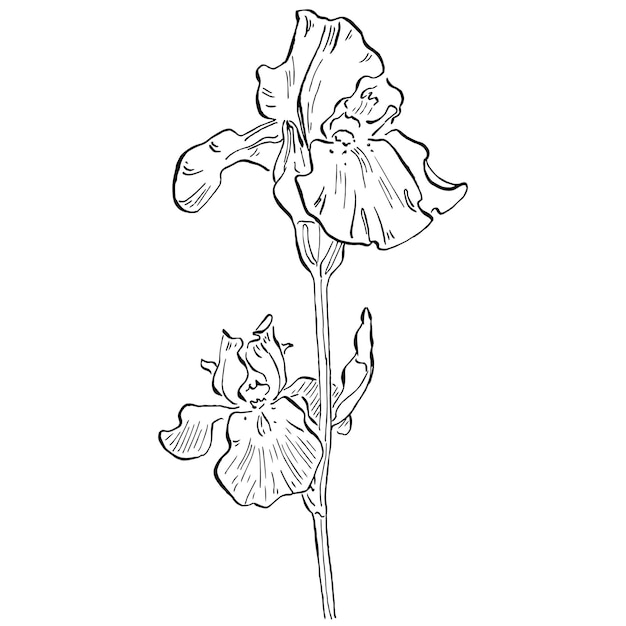flor de iris Flor botánica floral Elemento de ilustración aislado Dibujo a mano alzada de flores silvestres