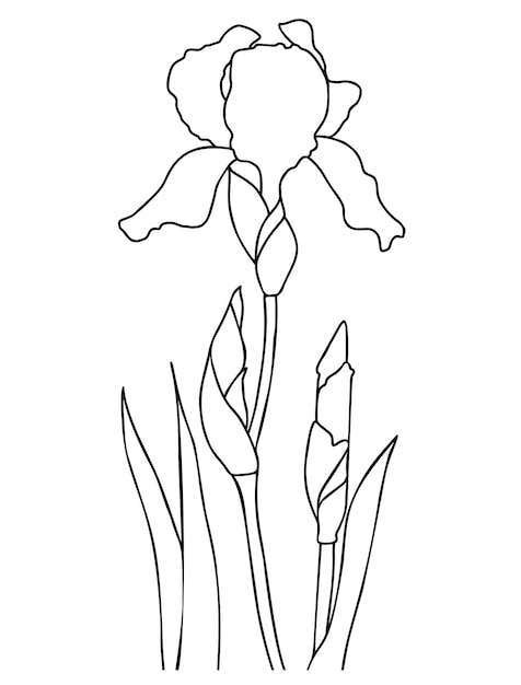 Vector flor de iris floreciente con brotes y hojas bosquejo de dibujo lineal a mano de planta estacional