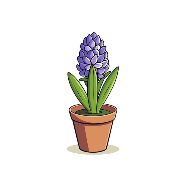 La flor del jacinto en una olla de terracota