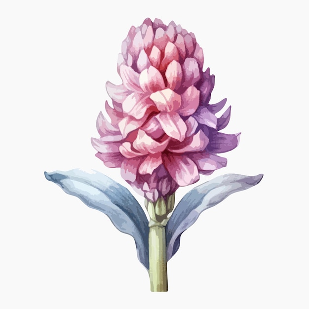 La flor de jacinto representada en una obra de arte de acuarela