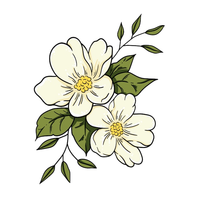 Flor de jazmín de ilustración vectorial