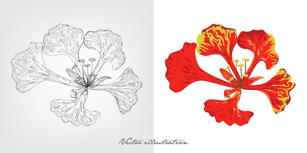 Flor de krisnochura, poinciana real