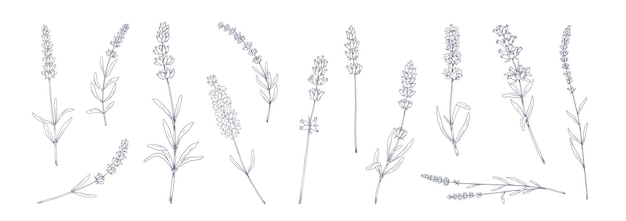 Flor de lavanda Colección de té de hierbas floral vintage dibujada a mano Conjunto de bocetos de hierba de jardín botánico Colección de dibujo de elementos de la naturaleza de Provenza Vector aislado tallos de plantas con flores y hojas