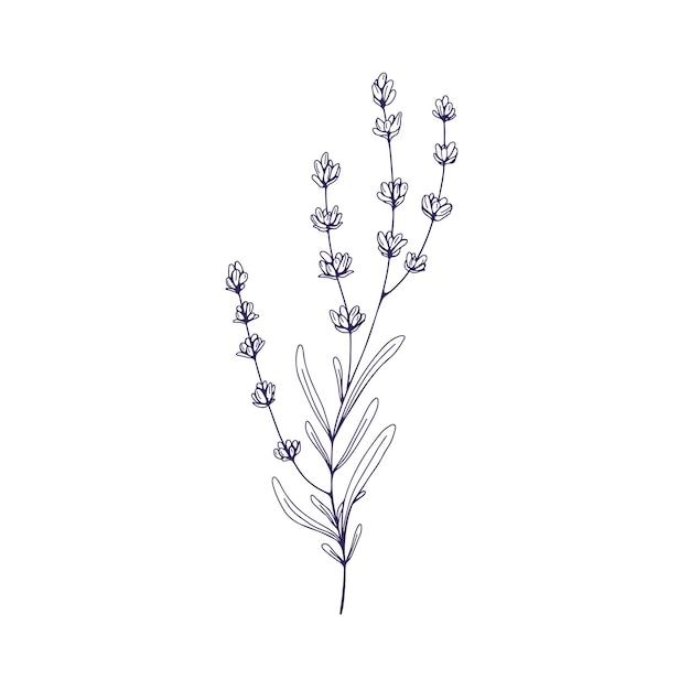 Flor de lavanda contorno dibujo botánico rama de lavanda lavandula francesa planta floral contorno grabado lavanda botánica vintage ilustración vectorial dibujada a mano aislada sobre fondo blanco