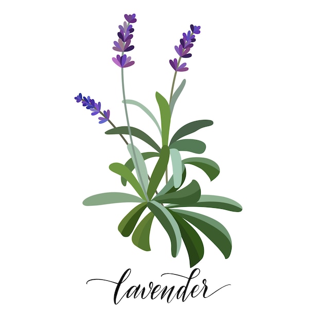 Flor de lavanda en estilo plano. Texto escrito a mano. Vector