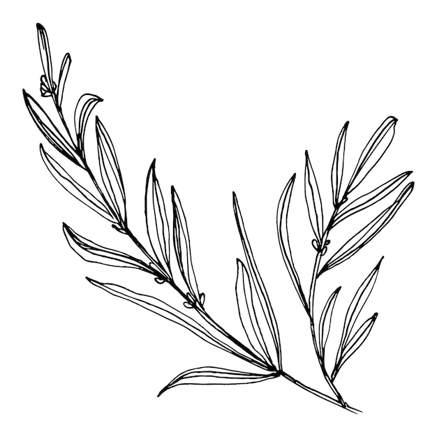 Flor de lavanda Flor botánica floral Elemento de ilustración aislado Dibujo a mano alzada de flores silvestres para el marco o borde de patrón de envoltura de textura de fondo