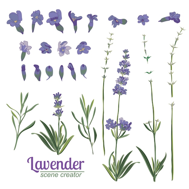Flor de lavanda sobre fondo blanco Ilustración de vector vintage colorido