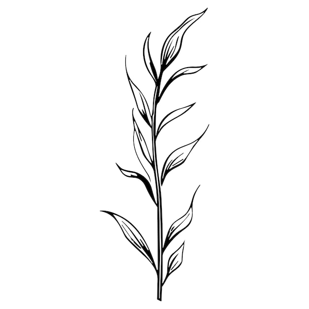 Flor línea arte vector ilustración conjunto aislado en blanco Flor tinta negra boceto Moderno minimalista dibujado a mano diseño