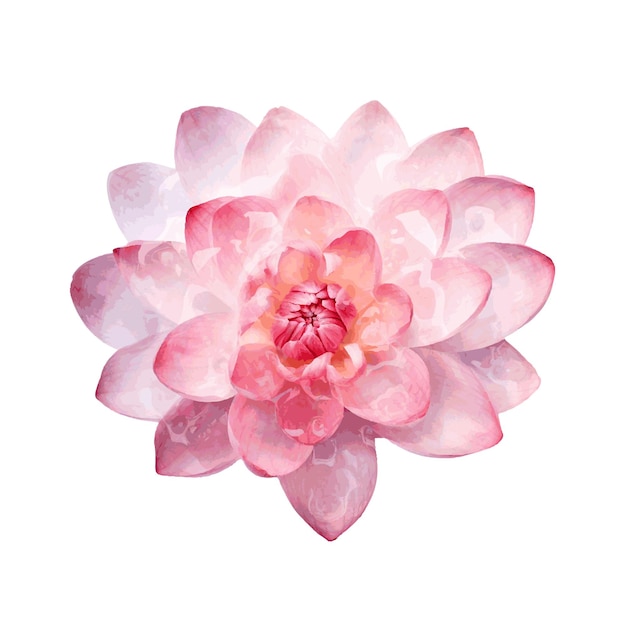 flor de lirio de agua rosa pintura de acuarela para la decoración de tarjetas