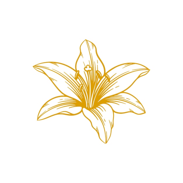 Vector flor de lirio dibujada a mano ilustración de vector de arte de línea de flor de lirio