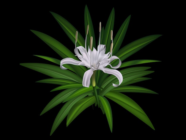 flor de lirio javanés en vector de color verde y blanco para el diseño de fondo