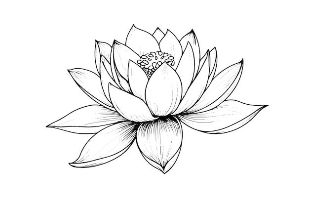 Una flor de lirio de loto en un grabado en madera vintage grabado en el estilo de gravado ilustración vectorial