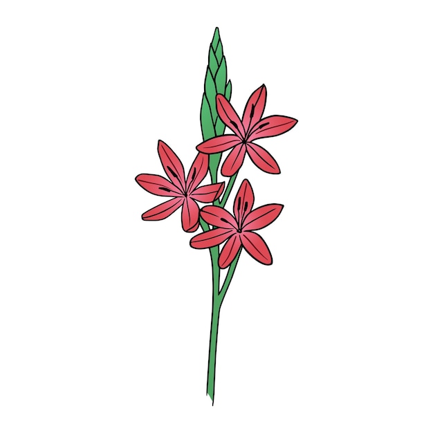 Flor de lirio de río rosa en arte de línea de color Ilustración botánica de hesperantha dibujada a mano aislada