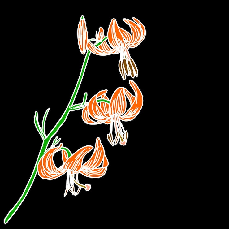 Vector flor de lirio vectorial aislada sobre fondo negro