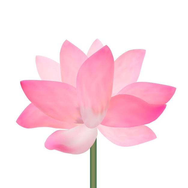 Flor de loto rosa detallada realista aislada sobre fondo blanco. Símbolo de Asia, Spa y Meditación. Ilustración vectorial