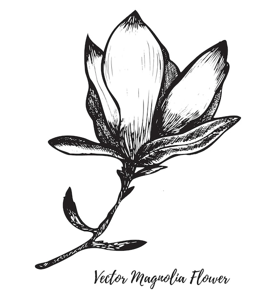 Flor de magnolia de arte de línea vectorial dibujada a mano con tinta aislada en un fondo blanco