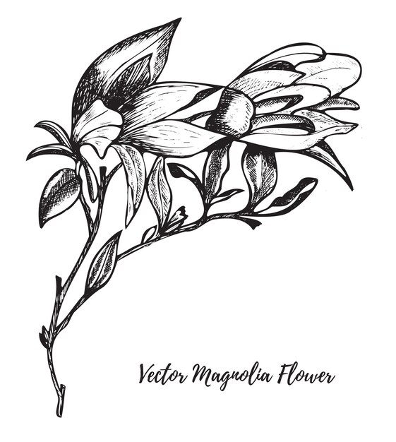 Flor de magnolia de arte de línea vectorial dibujada a mano con tinta aislada en un fondo blanco