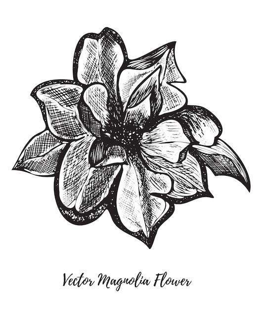 Flor de magnolia de arte de línea vectorial dibujada a mano con tinta aislada en un fondo blanco