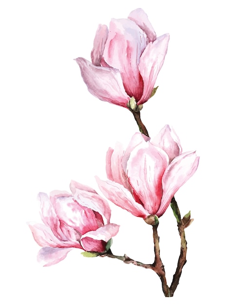 flor de magnolia fresca acuarela botánica ilustración de diseño floral pétalos en flor primavera trópica