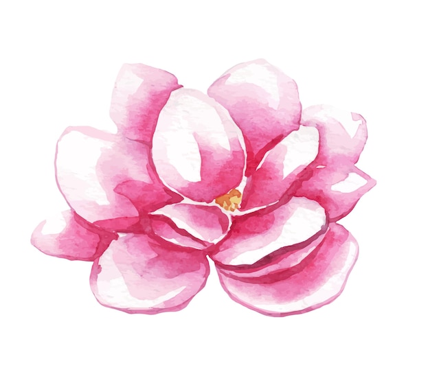 Flor de magnolia