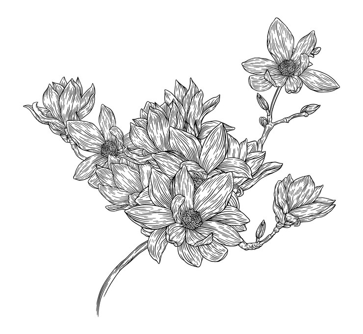 Vector la flor de la magnolia