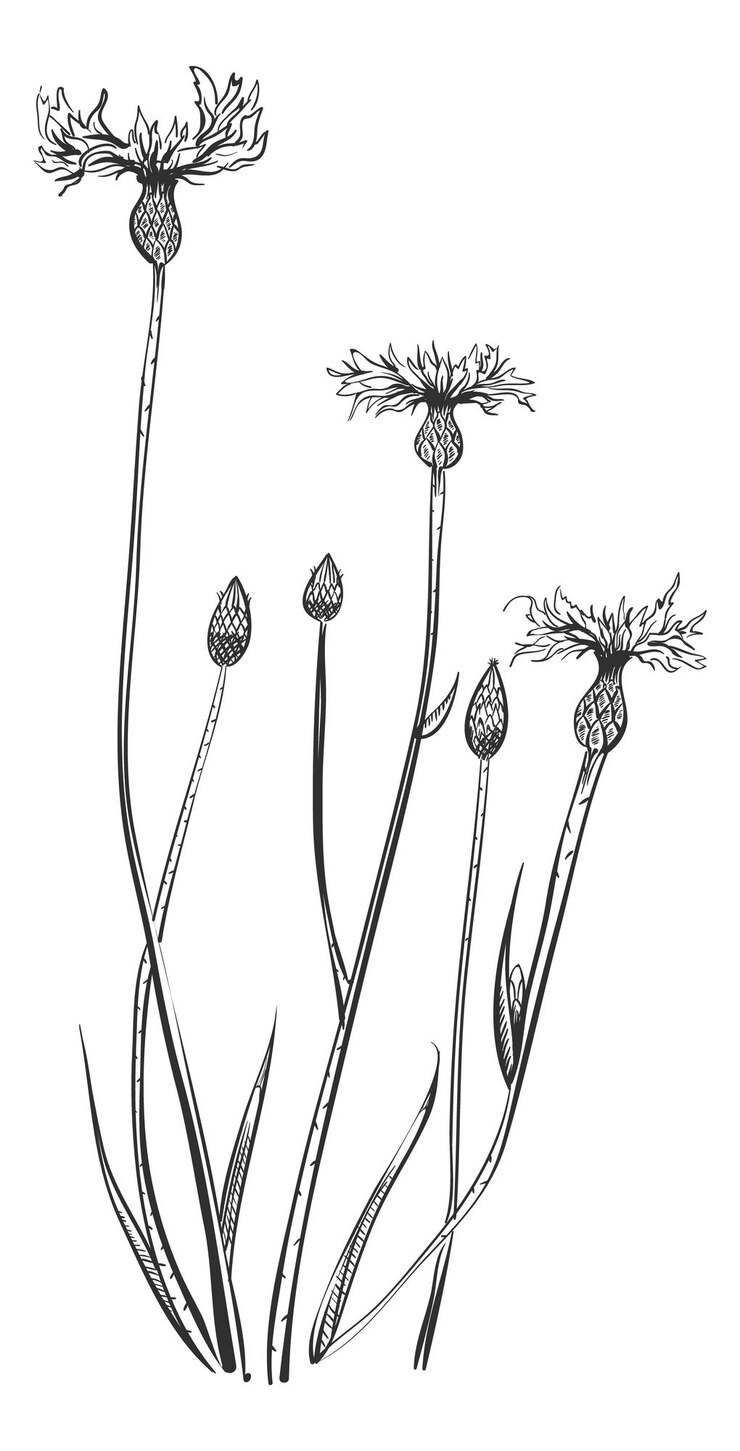 Vector flor de mala hierba. planta de bluets. centauro dibujado a mano aislado sobre fondo blanco.