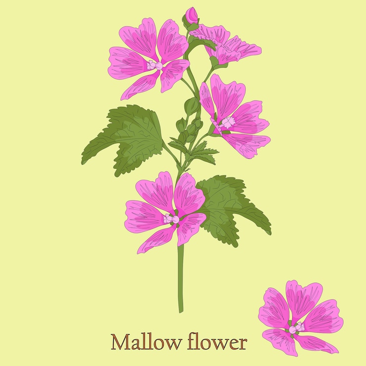 Vector flor de malva ilustración de una planta en un vector con flores.