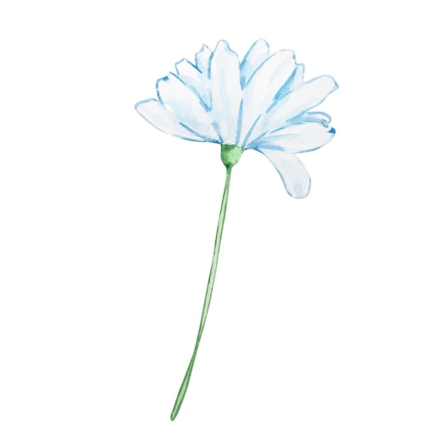 Flor de manzanilla acuarela