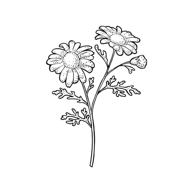Flor de manzanilla con hoja ilustración vintage de grabado negro