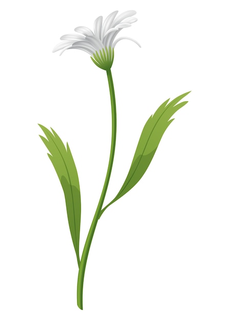 Flor de manzanilla Ilustración botánica de margarita Elemento de diseño para té de hierbas cosmética natural productos para el cuidado de la salud o aromaterapia Flor blanca con hojas y tallo verdes
