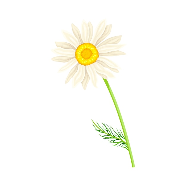 La flor de margarita blanca como planta de prado y la ilustración del vector de la especie