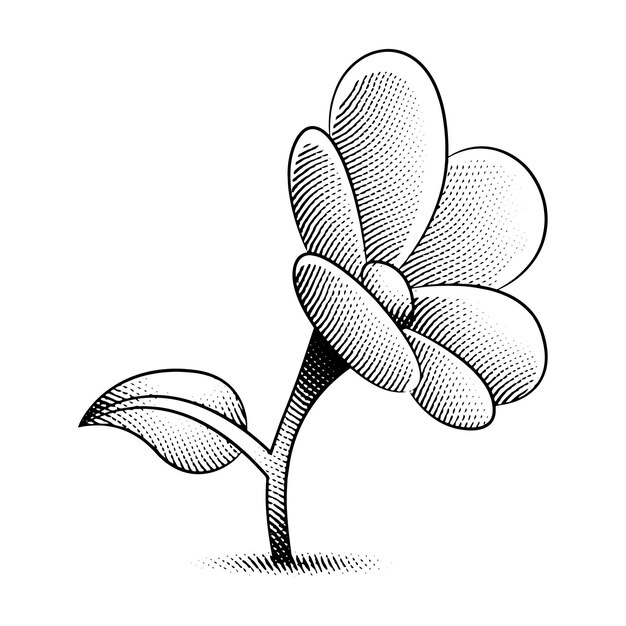 Flor de margarita grabada en scratchboard