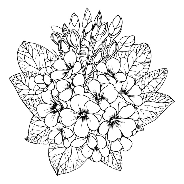 Flor de nacimiento de prímula de febrero primula francisca doodle ilustración prímula para colorear