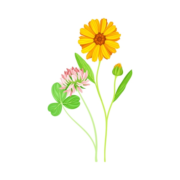 Flor de naranja de la planta de calendula y el trébol en el tallo delgado como ilustración vectorial de hierba de prado