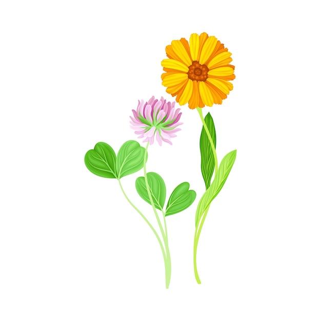 Flor de naranja de la planta de calendula y el trébol en el tallo delgado como ilustración vectorial de hierba de prado
