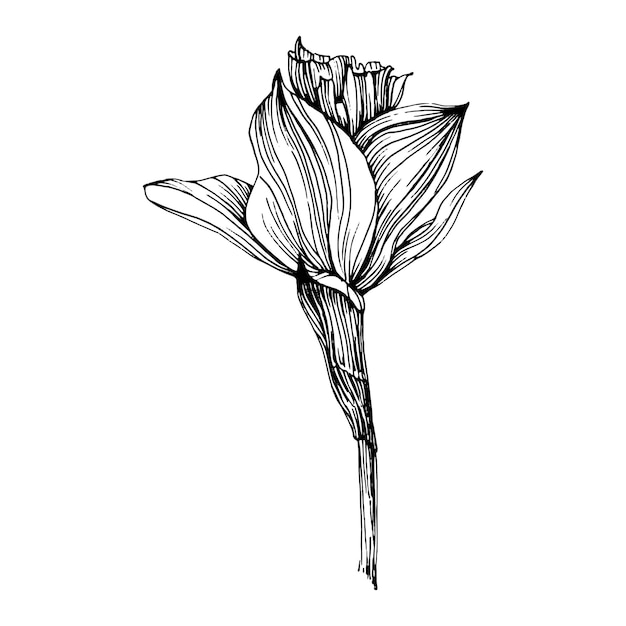 Flor de narciso aislado en blanco