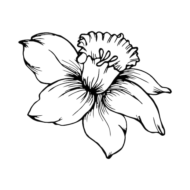 Flor de narciso de contorno. Dibujo lineal a mano. Imprimir, ilustración, vector