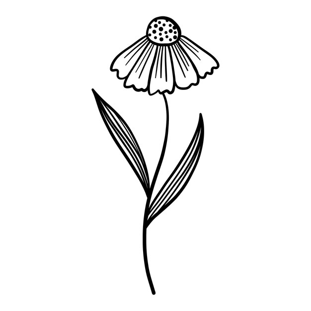 Flor negra dibujada a mano Manzanilla de arte lineal