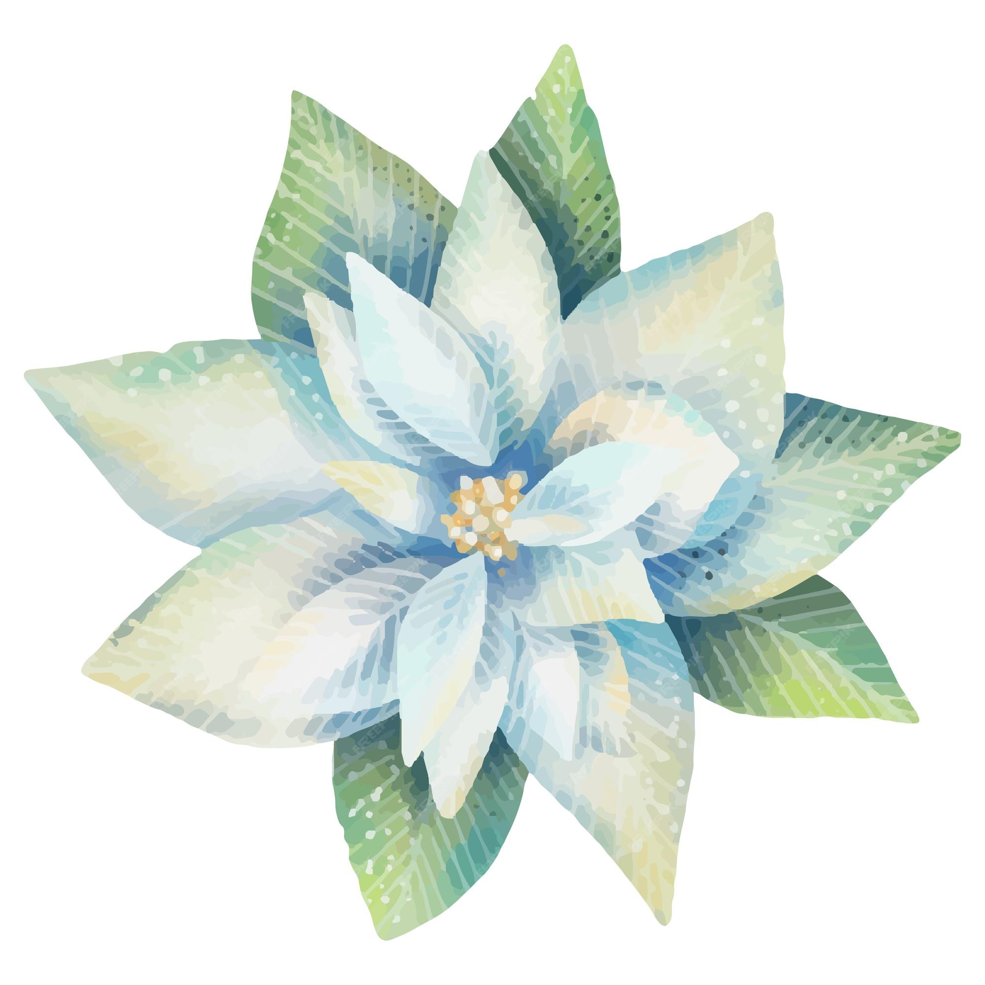 Flor de nochebuena blanca acuarela | Vector Premium Flor de nochebuena blanca acuarela | Vector Premium