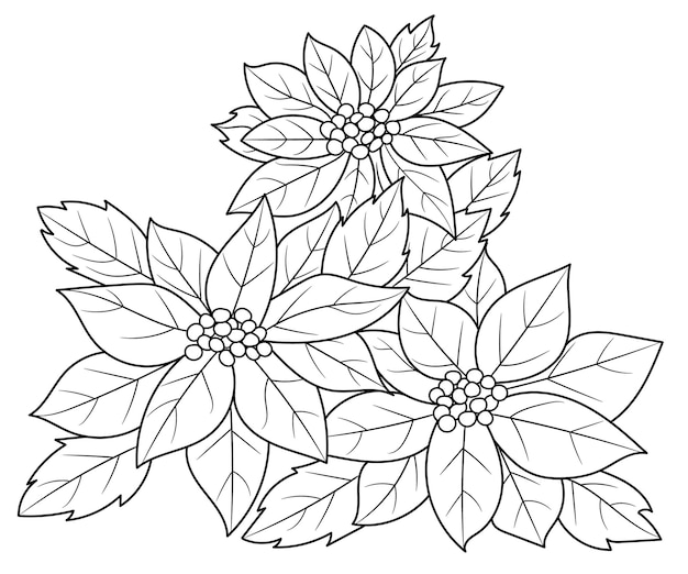 Flor de nochebuena contorneada para colorear libro para adultos | Vector  Premium