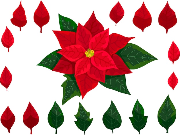 Vector flor de nochebuena y hojas para el diseño de tarjetas de felicitación de navidad o año nuevo