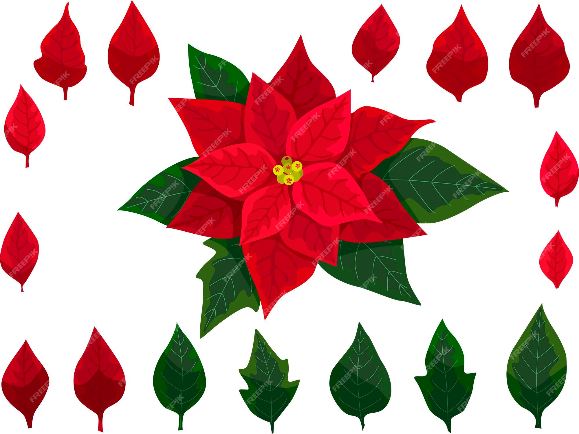 Flor de nochebuena y hojas para el diseño de tarjetas de felicitación de  navidad o año nuevo | Vector Premium