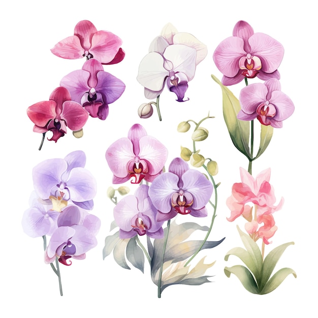 flor de orquídea conjunto ilustración acuarela